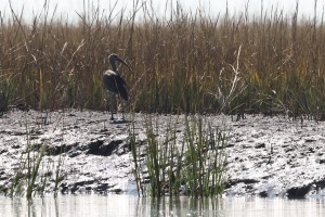 Glossy Ibis