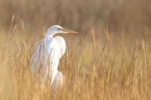 Great Egret