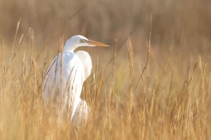 Great Egret