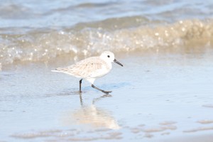 Sanderling