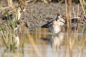 Short-billed Dowitcher