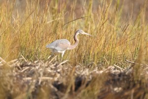 Tricolored Heron