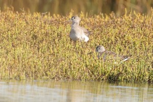 Yellowlegs